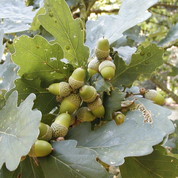 Quercus macranthera Quercus macranthera Caucasian oak Plant Finder GreenPlantSwap
