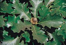 Quercus macrocarpa Quercus macrocarpa Wikipedia