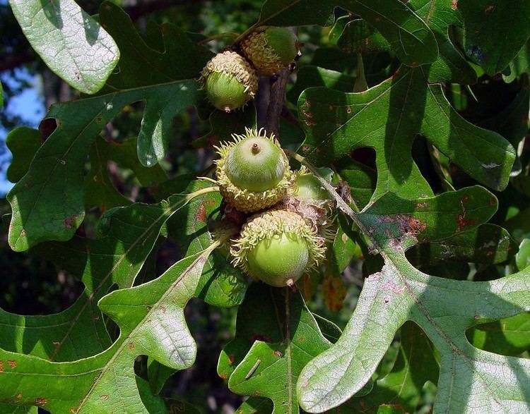 Quercus macrocarpa httpsnewfss3amazonawscomtaxonimages1000s1