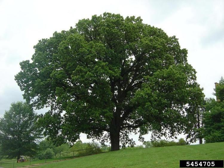 Quercus macrocarpa bur oak Quercus macrocarpa on bur oak Quercus macrocarpa 5454705