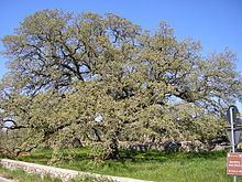 Quercus macrolepis httpsuploadwikimediaorgwikipediacommonsthu