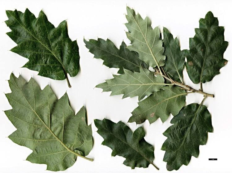 Quercus macrolepis Full Name Report From The Oak ICRA Checklist