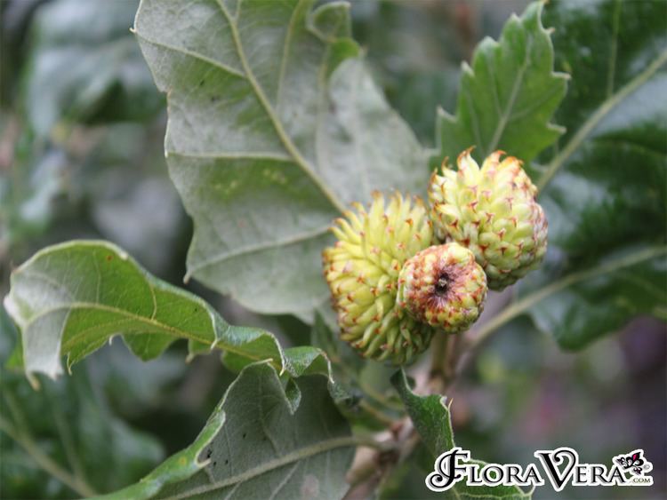 Quercus macrolepis Quercus macrolepis Floravera