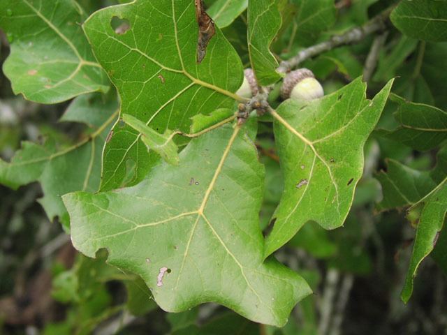 Quercus marilandica wwwsbsutexasedubio406dimagespicsfagquercus