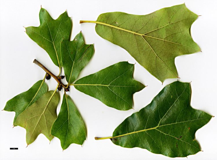 Quercus marilandica Full Name Report From The Oak ICRA Checklist