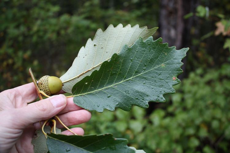 Quercus michauxii Quercus michauxii Swamp Chestnut Oak claytonsnatives Flickr