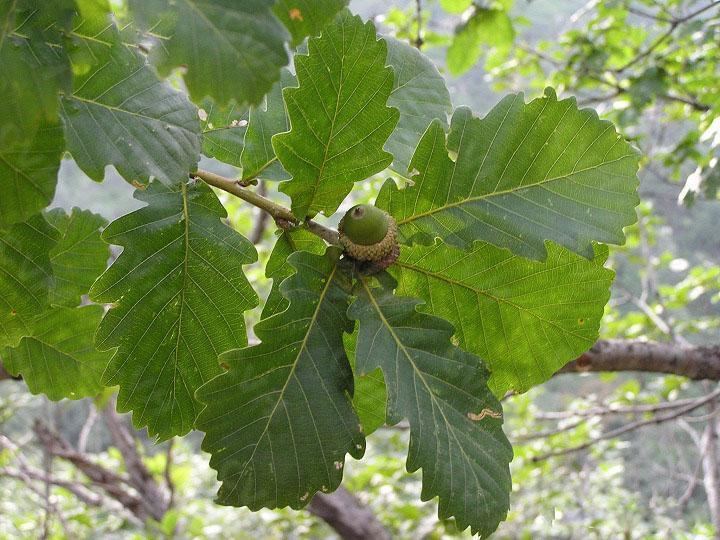 Quercus mongolica Quercus mongolicaQBeijing Greenlink CoLtd