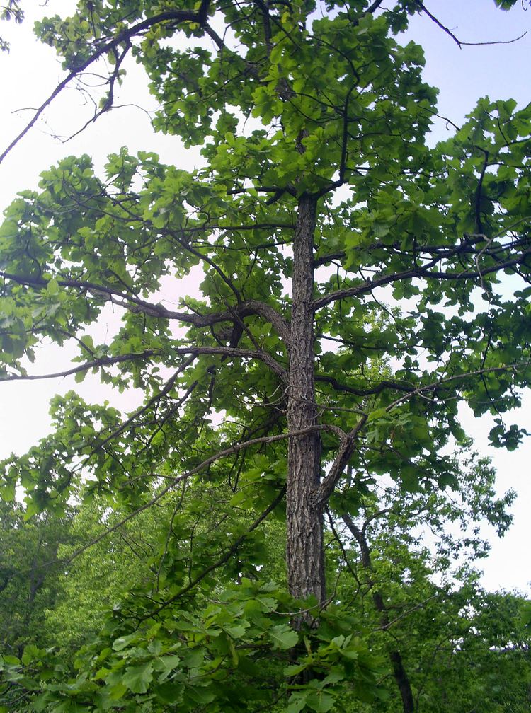 Quercus mongolica FileQuercus mongolica in Junejpg Wikimedia Commons