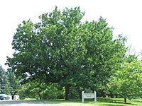 Quercus mongolica httpsuploadwikimediaorgwikipediacommonsthu