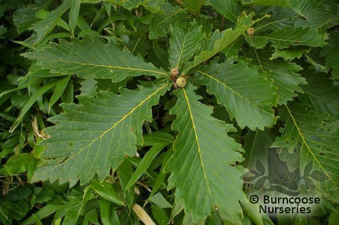 Quercus mongolica Quercus Mongolica from Burncoose Nurseries