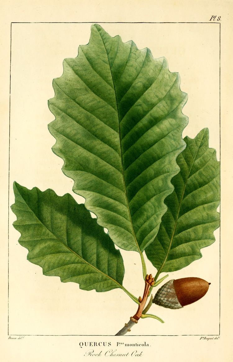 Quercus montana FileNAS009f Quercus montanapng Wikimedia Commons