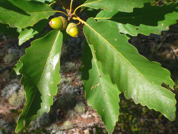 Quercus montana Quercus montana mountain chestnut oak Go Botany