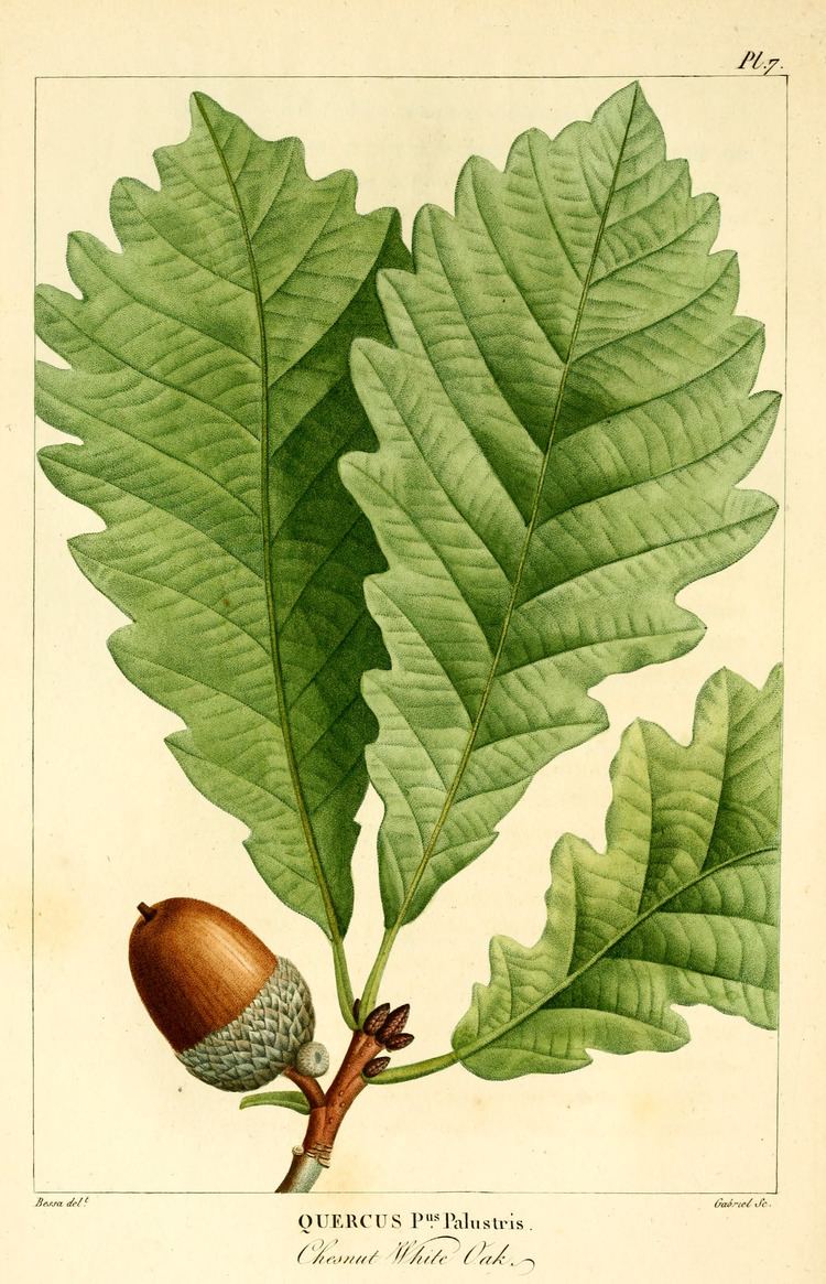 Quercus montana FileNAS008f Quercus montanapng Wikimedia Commons