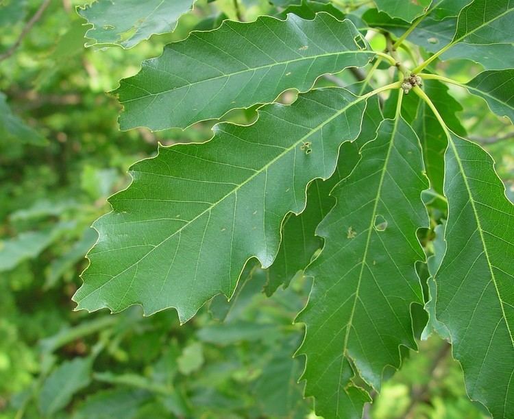 Quercus muehlenbergii Quercus muehlenbergii chinkapin oak yellow chestnut oak Go Botany