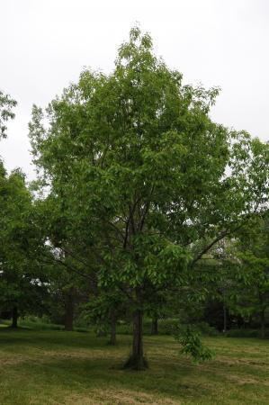 Quercus muehlenbergii Quercus muehlenbergii chinquapin oak landscape ontariocom Green