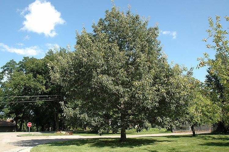 Quercus muehlenbergii Chinkapin Oak Quercus muehlenbergii in Naperville Aurora Batavia