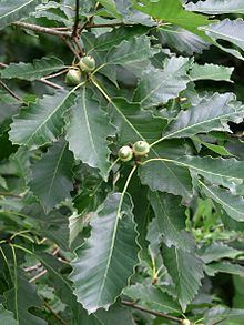 Quercus muehlenbergii httpsuploadwikimediaorgwikipediacommonsthu