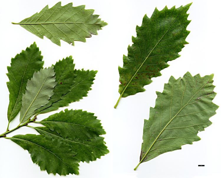 Quercus muehlenbergii Full Name Report From The Oak ICRA Checklist
