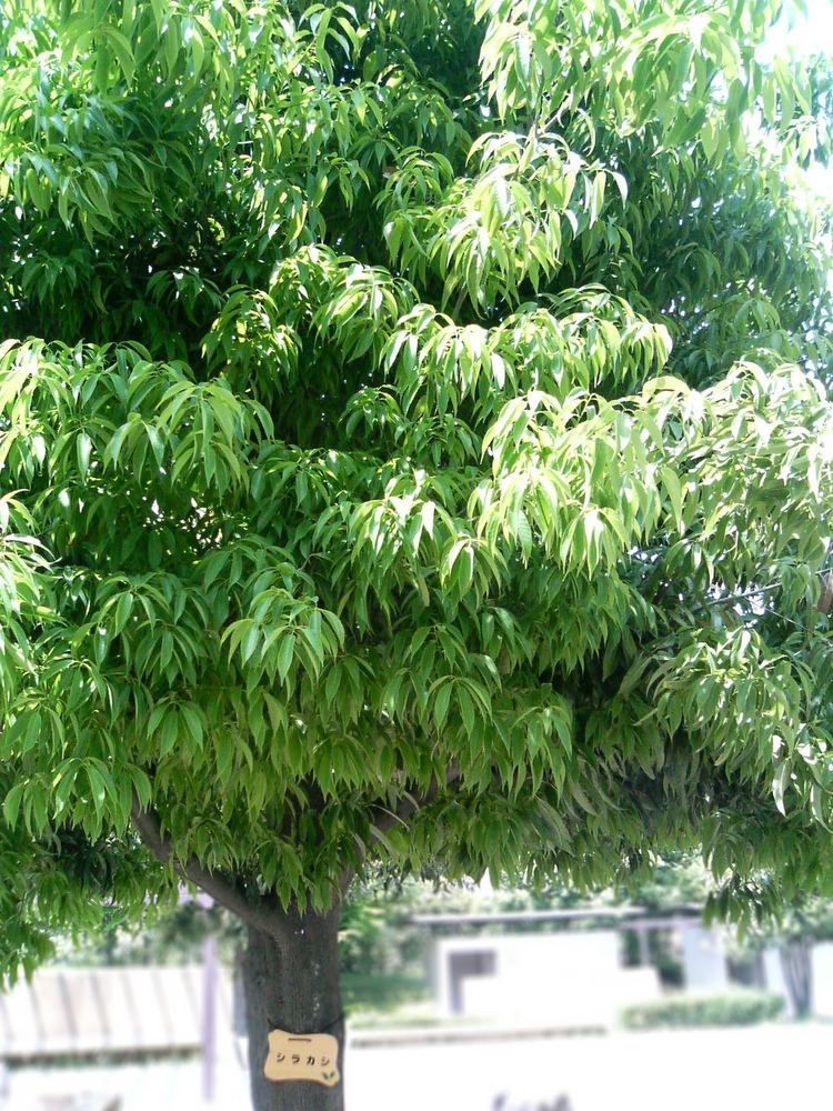 Quercus myrsinifolia httpsuploadwikimediaorgwikipediacommonscc