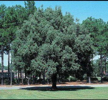 Quercus myrsinifolia Quercus myrsinifolia Chinese Evergreen Oak plant lust
