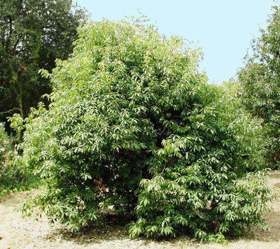 Quercus myrsinifolia UFEI SelecTree A Tree Selection Guide