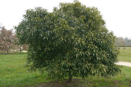 Quercus myrsinifolia QUERCUS myrsinifolia Ornamental trees