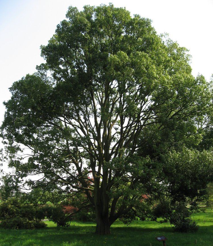 Quercus myrsinifolia Quercus myrsinifolia Wikiwand
