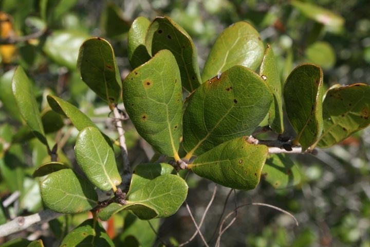 Quercus myrtifolia SEINet Arizona Chapter Quercus myrtifolia
