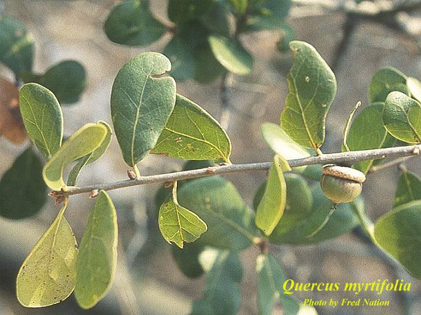 Quercus myrtifolia Quercus myrtifolia Species Page ISB Atlas of Florida Plants