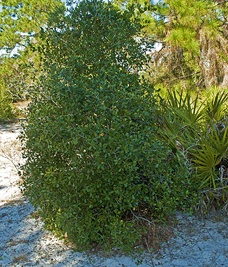 Quercus myrtifolia Tortoise Preserve