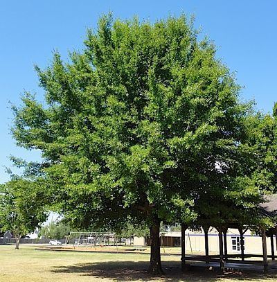 Quercus nigra Quercus nigra GGCWiki
