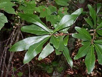 Quercus nigra Oak Quercus nigra