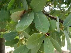 Quercus oblongifolia Quercus oblongifolia Mexican Blue Oak PFAF Plant Database