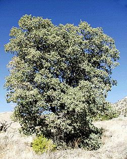 Quercus oblongifolia Quercus oblongifolia Fact Sheet