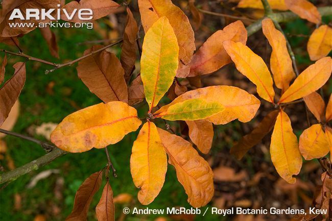 Quercus oglethorpensis Oglethorpe oak videos photos and facts Quercus oglethorpensis