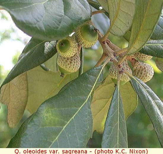 Quercus oleoides Quercus oleoides