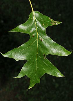 Quercus pagoda - Alchetron, The Free Social Encyclopedia