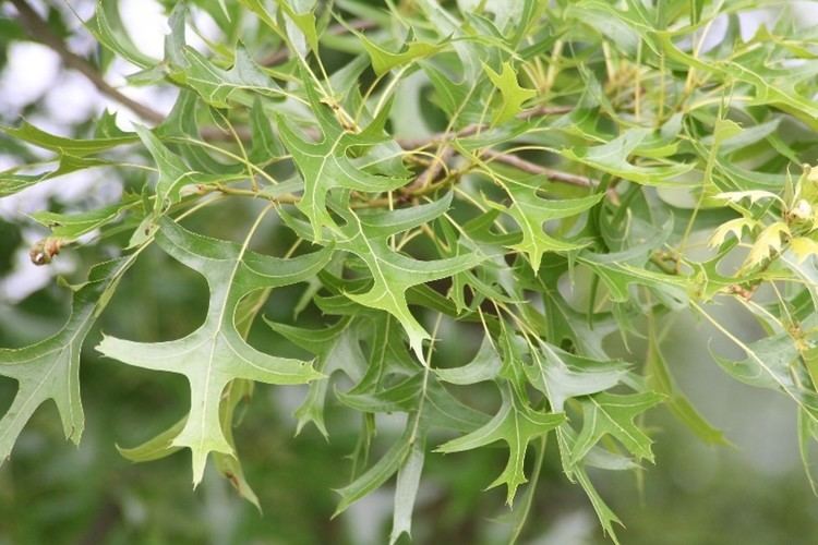 Quercus palustris Quercus palustris pin oak Go Botany