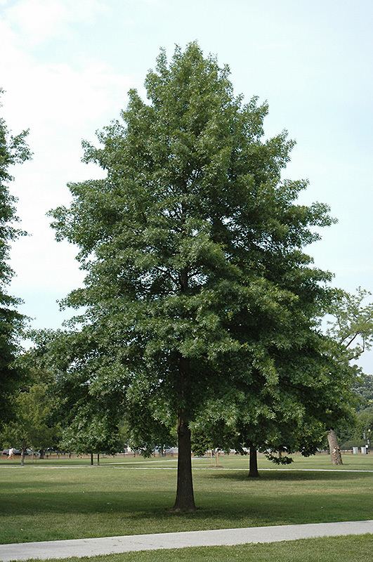 Quercus palustris Pin Oak Quercus palustris in Hamilton Burlington Waterdown Dundas