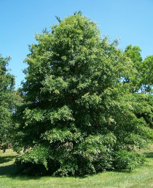 Quercus palustris httpsuploadwikimediaorgwikipediacommons11
