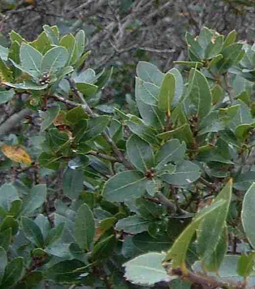 Quercus parvula wwwlaspilitascomimagesgrid24249142simages