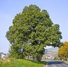 Quercus petraea httpsuploadwikimediaorgwikipediacommonsthu
