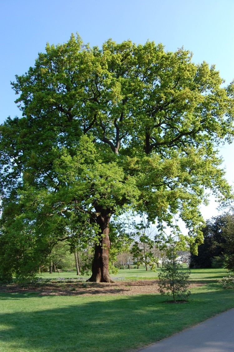 Quercus petraea - Alchetron, The Free Social Encyclopedia