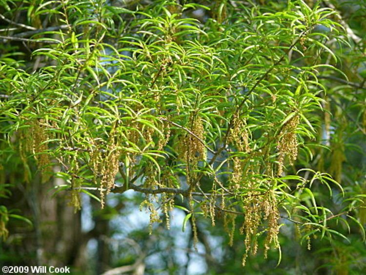 Quercus phellos Quercus phellos willow oak Go Botany