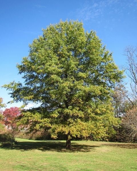Quercus phellos httpsplantscesncsuedumediaimagesQuercusp