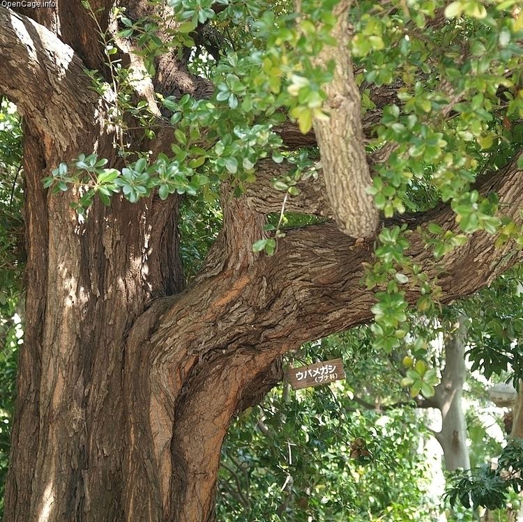 Quercus phillyraeoides Ubamegashi Fagaceae Quercus phillyraeoides A Gray RegnumPlantae