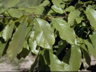 Quercus polymorpha httpswwwwildflowerorgimagearchive320x240P
