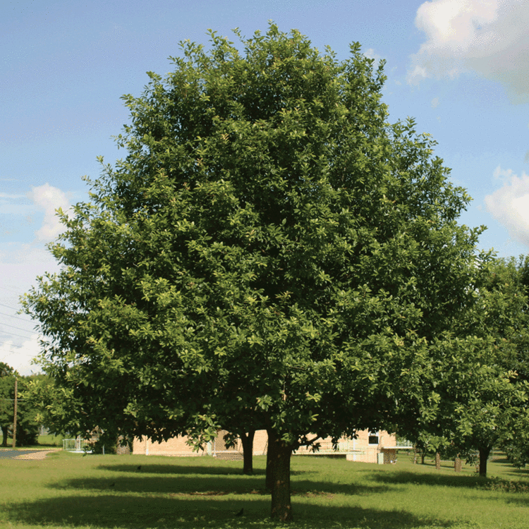 Quercus polymorpha Oak Mexican White AustinTexasgov The Official Website of the