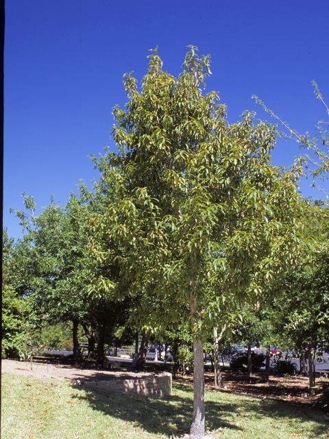 Quercus polymorpha Quercus polymorpha Mexican white oak NPIN