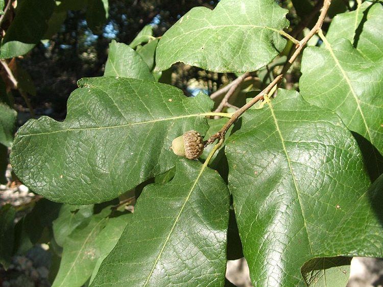 Quercus polymorpha Quercus polymorpha